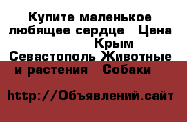 Купите маленькое любящее сердце › Цена ­ 15 000 - Крым, Севастополь Животные и растения » Собаки   